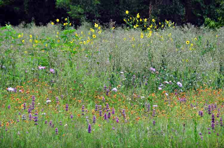 wildflowers